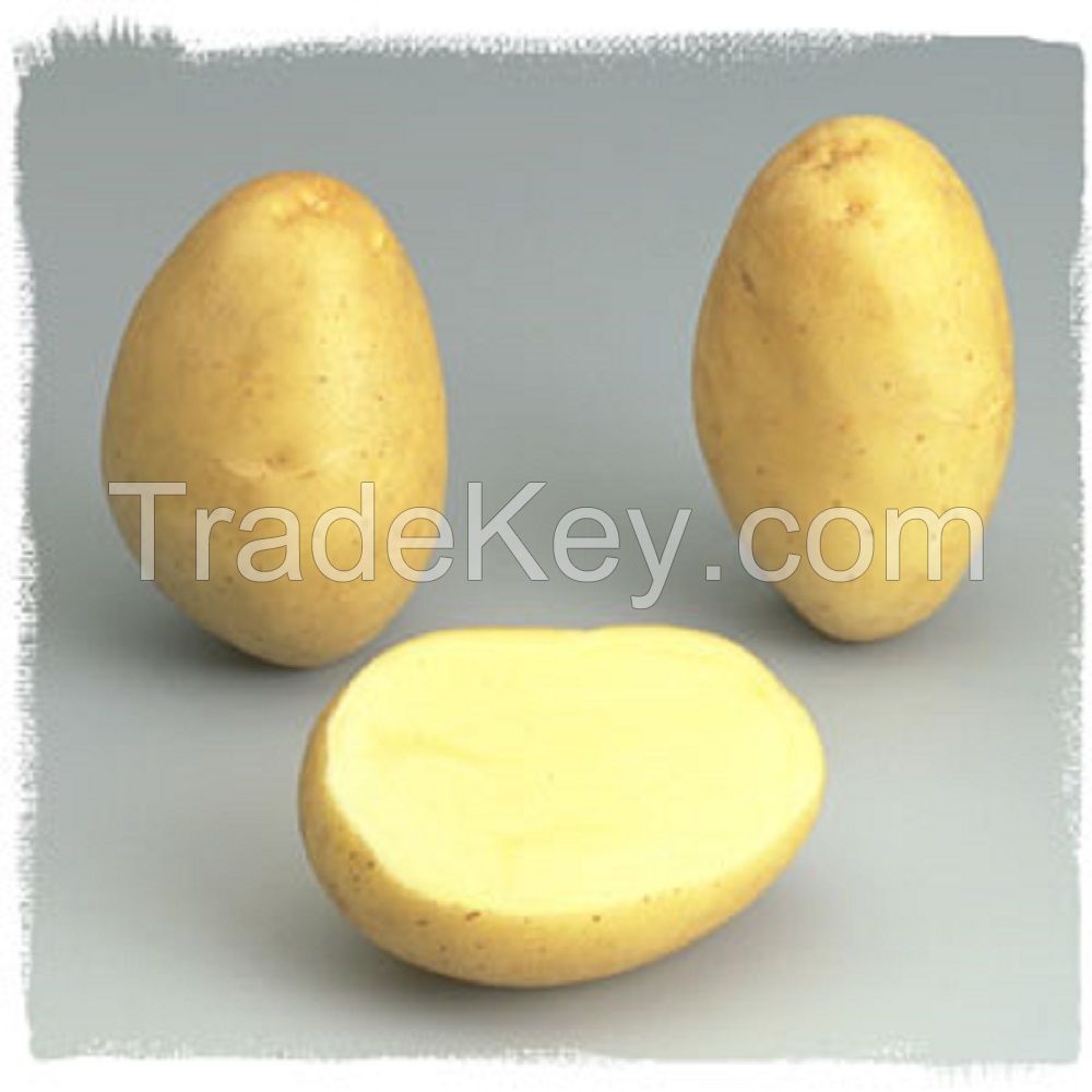 fresh potato thailand market price
