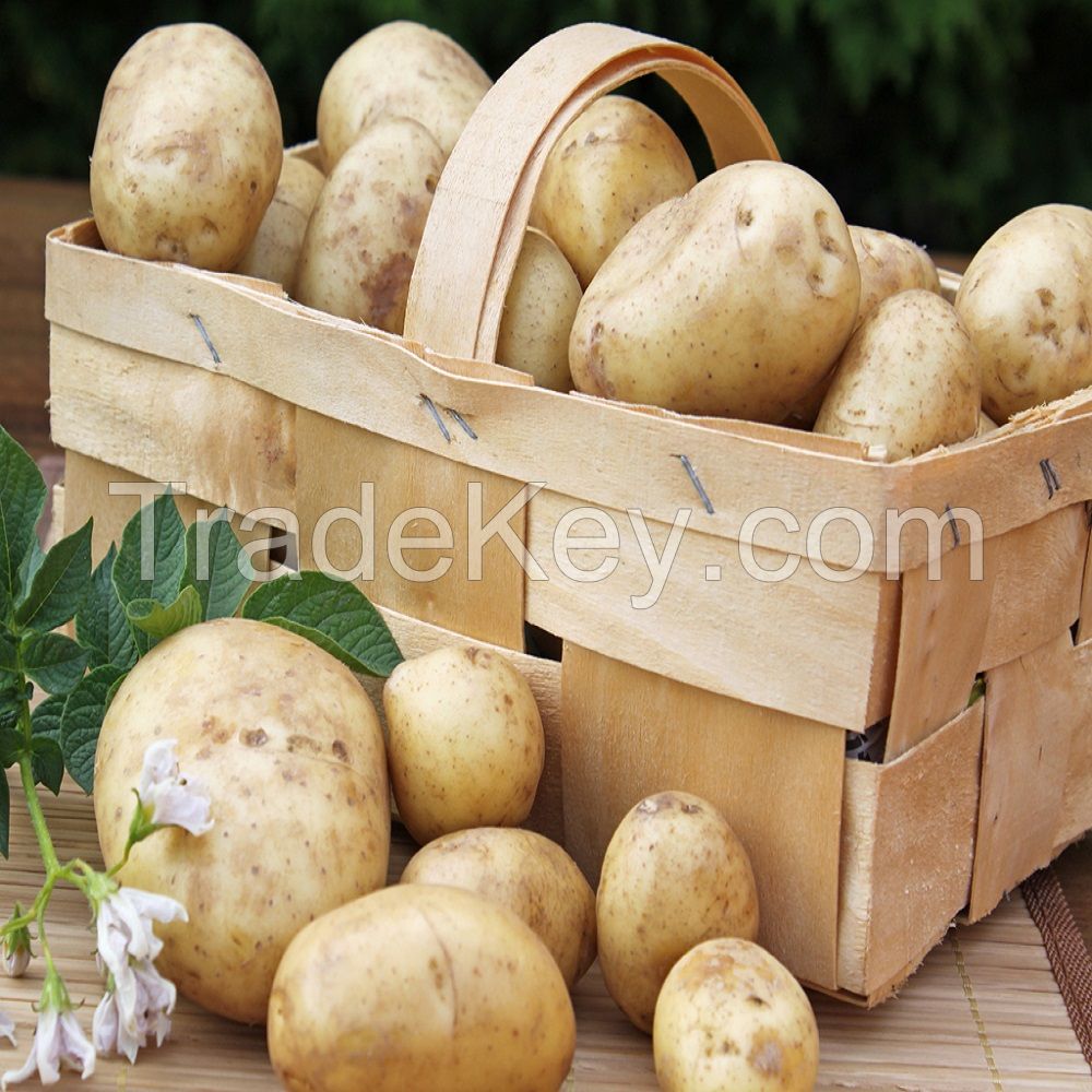 fresh potato In thailand