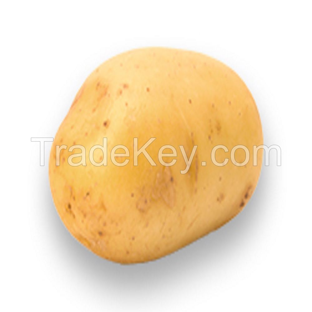 Wholesale Mesh Bag / Carton New fresh potato New Crop Potato, fresh cheap potato, Exporting Fresh Potato 2019 new fresh holland