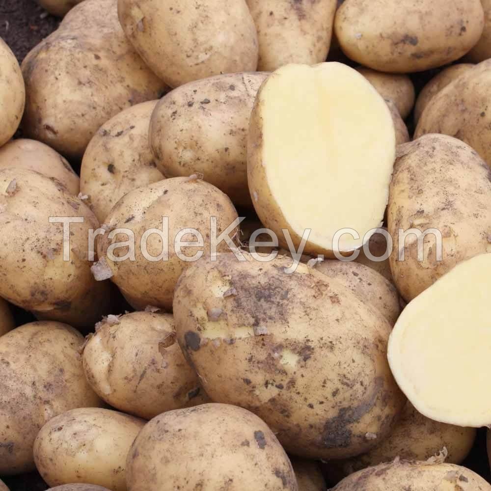 new crop fresh potato from Thailand