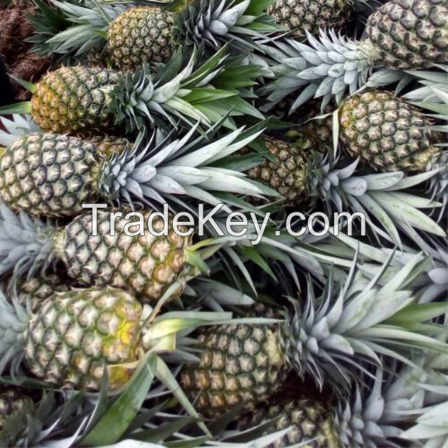 MD2 Golden Pineapple - Premium Sweet Tropical