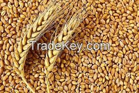 Wheat Grains