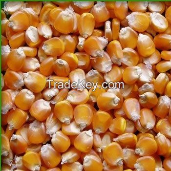 Grade 1 Yellow Corn for Human and Animal consumption