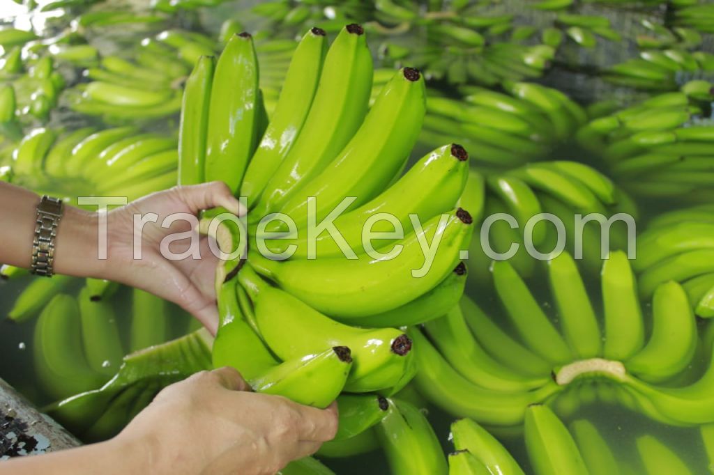 Philippines Cavendish Banana Grade A