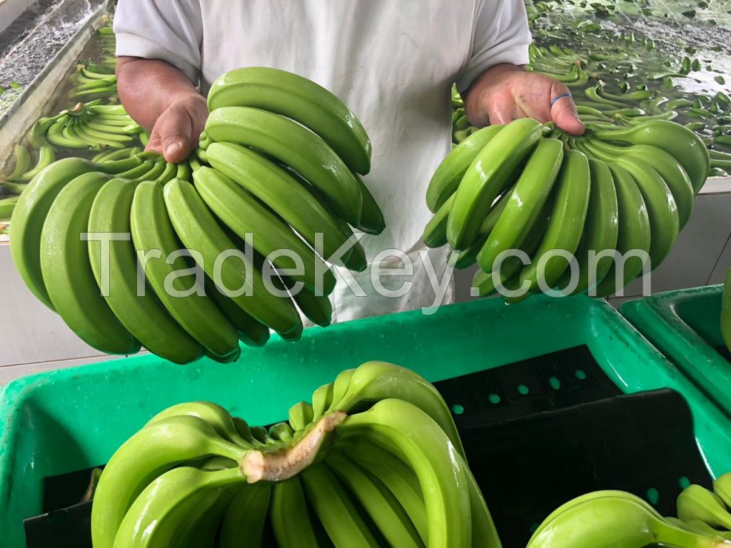 Premium Ecuador Cavendish Banana Grade AAA