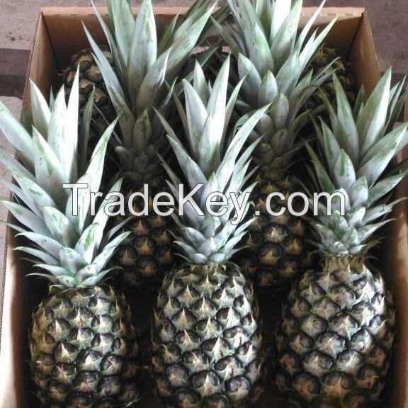 Grade AAA Malaysian Golden MD2 Fresh Pineapple