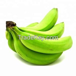 Cavendish Banana 