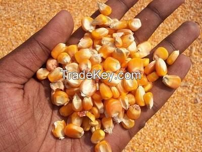 yellow corn for animal feed