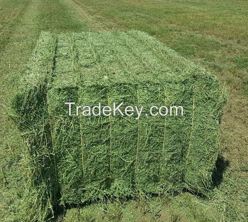 Alfalfa Hay Bales Purity 99.9%