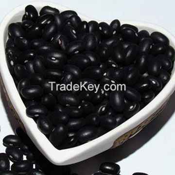 Black Kidney Beans