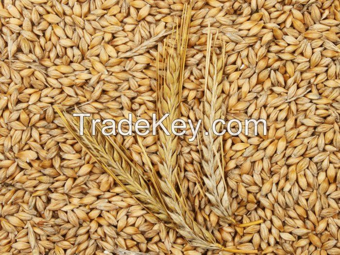 Feed Barley For Animal Feed And Human