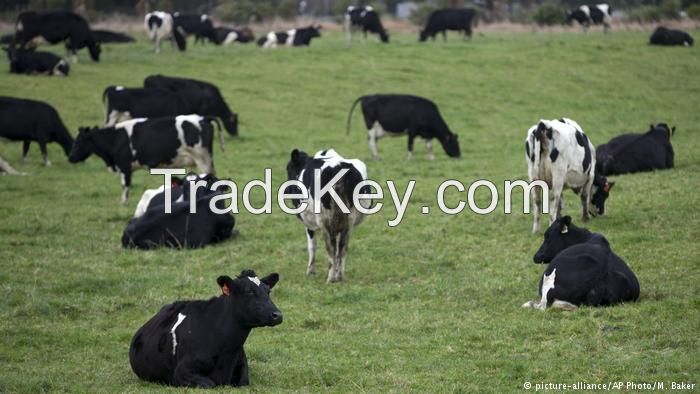 Live Dairy Cows and Pregnant Holstein Heifers Cows