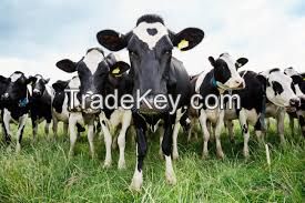  Live Dairy Cows and Pregnant Holstein Heifers Cows