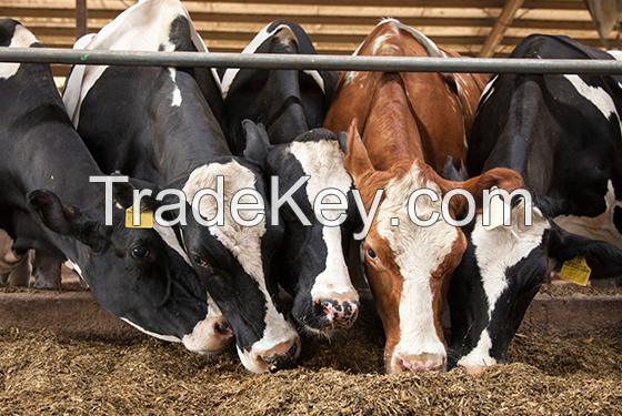 Holstein Heifers Dairy Cows