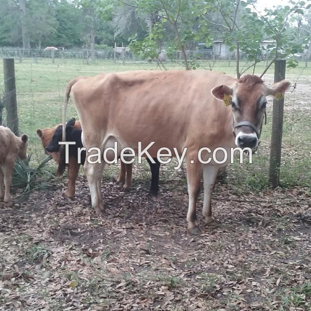 High Quality Live Dairy Cows / Pregnant Holstein Heifers