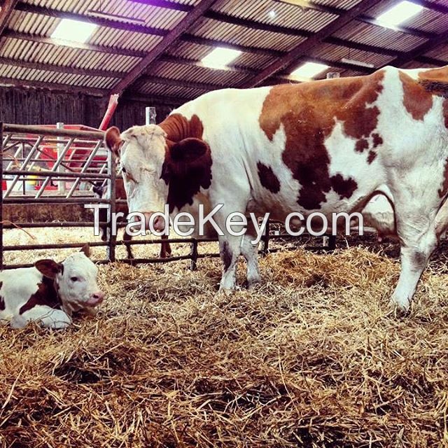 High Milk Yield Pregnant Holstein Heifers