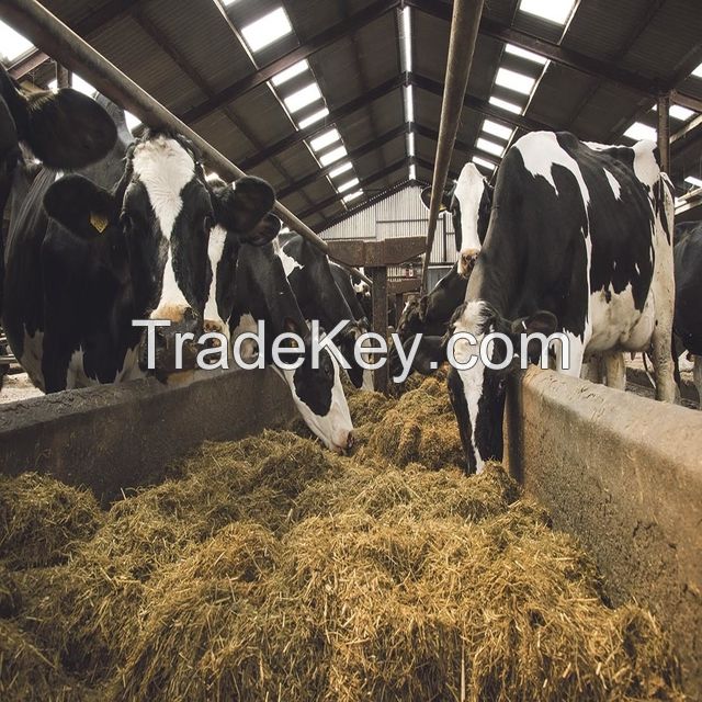 Healthy Pregnant Holstein Heifers/Simmental Cow