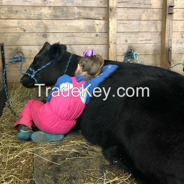 Quality Alfalfa Hay Bales