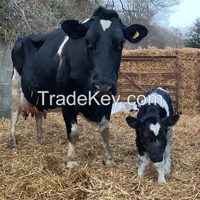 High Milk Yield Pregnant Holstein Heifers