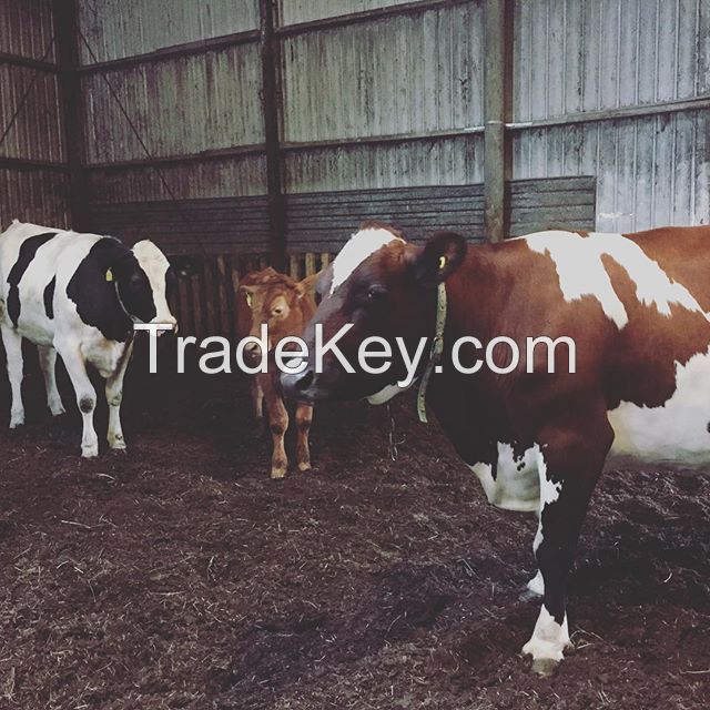  Cows Alive Pregnant Holstein Heifers 