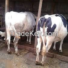  Pregnant Holstein Heifers live cows 