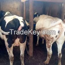 Pregnant Holstein Heifers Cow Ready