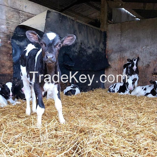 Pregnant Holstein Heifers live cows