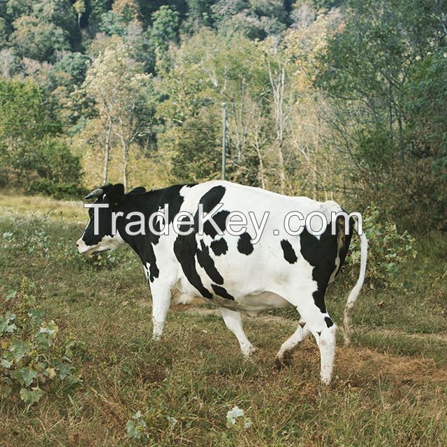 Pregnant Holstein Heifers Cow