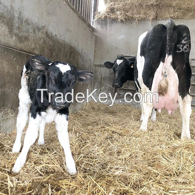 Hot Sale Pure Bloodlines Pregnant Holstein Heifers / Live Cows For Sale