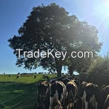 Hot Sale Pure Bloodlines Pregnant Holstein Heifers / Live Cows For Sale