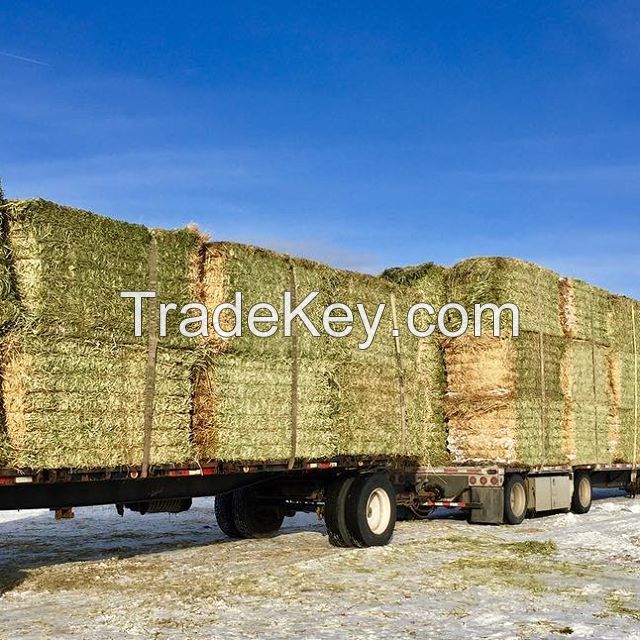 Premium Grade A Alfalfa Hay, Timothy Hay, Animal Feed for sale