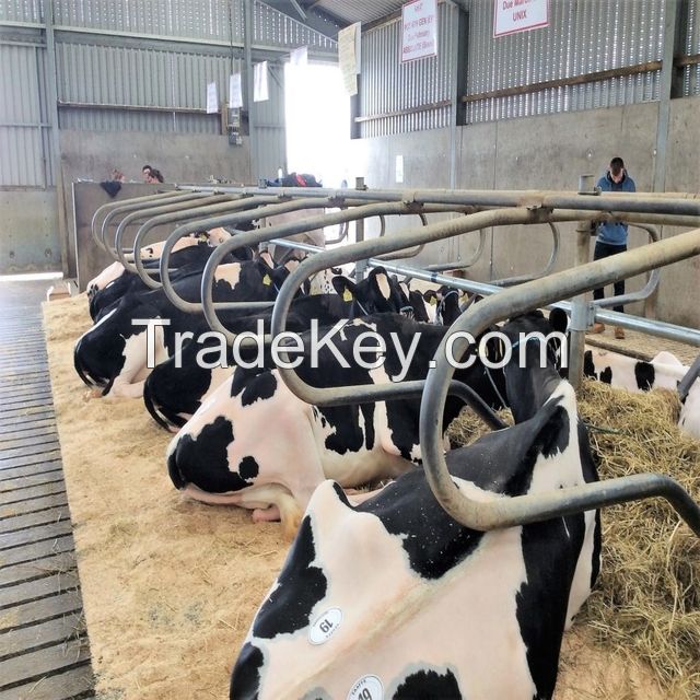  Cows Alive Pregnant Holstein Heifers 