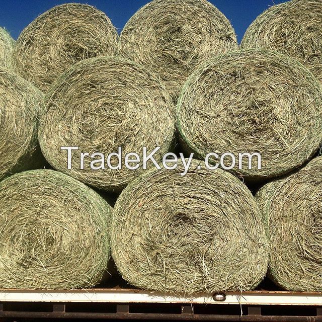 Alfalfa HAY Green and Fresh - Best Quality and Price