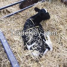  Pregnant Holstein Heifers Cow Ready