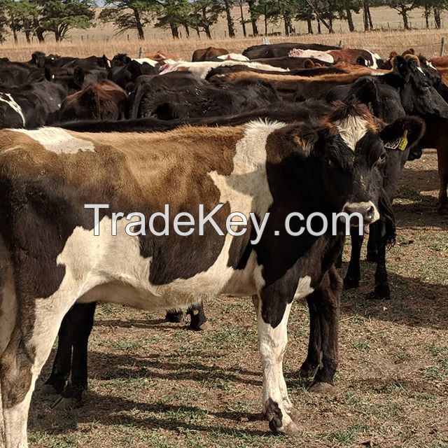 High Quality Live Dairy Cows / Pregnant Holstein Heifers