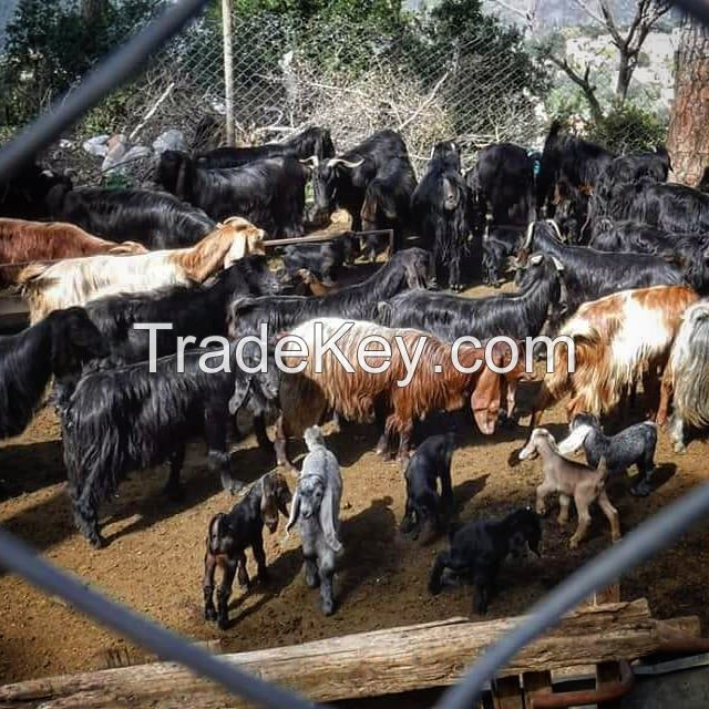 Healthy Pregnant Holstein Heifers/Simmental Cow