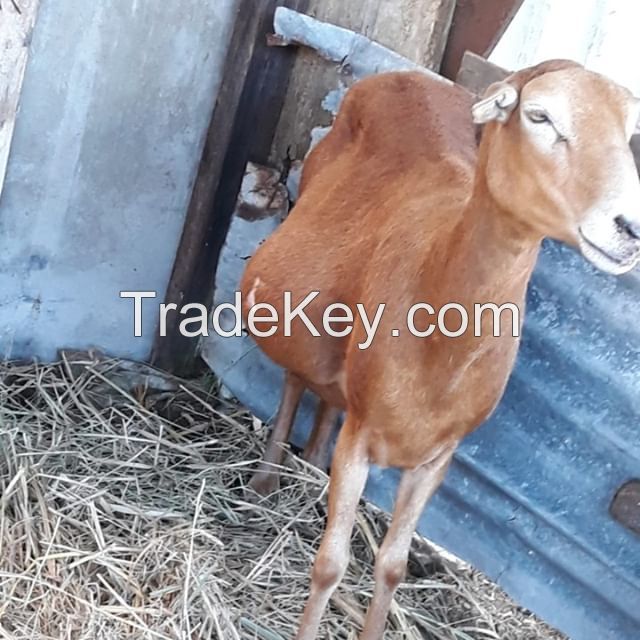 Pregnant Holstein Heifers Cow