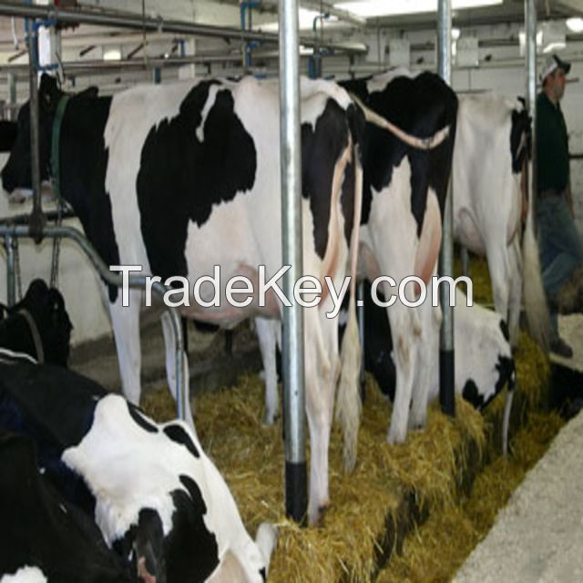 Healthy Pregnant Holstein Heifers/Simmental Cow