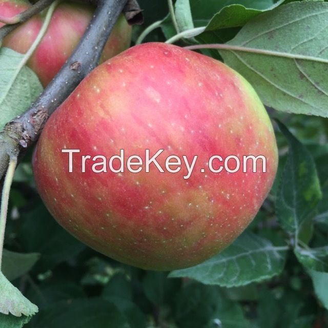Royal Gala Apples Granny Smith Apples Red Delicious/Stark/Red Chief Apples Fuji apples