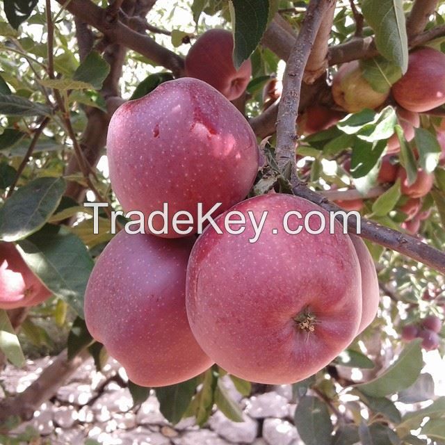 Quality Sweet Red Chief Apple for sale