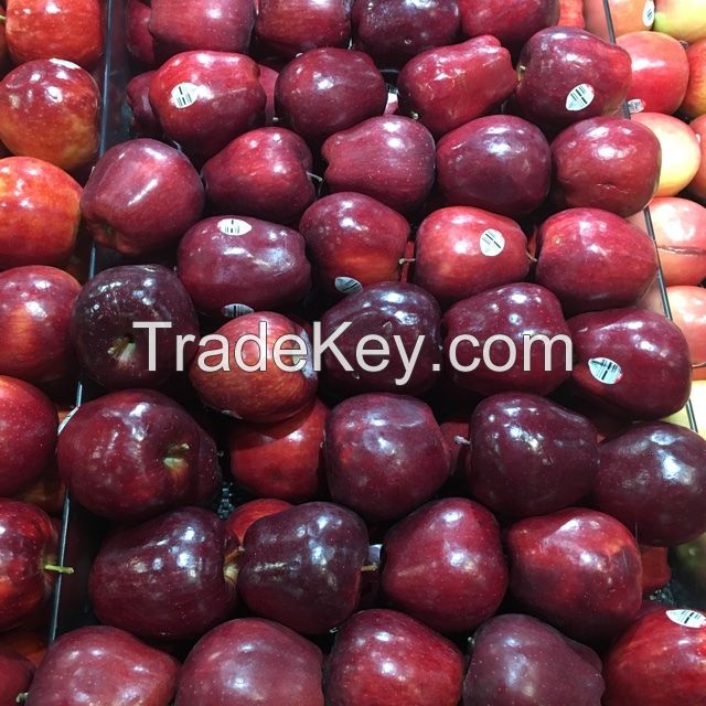 Fresh Apples Red Chief Red Delicious Polish origin