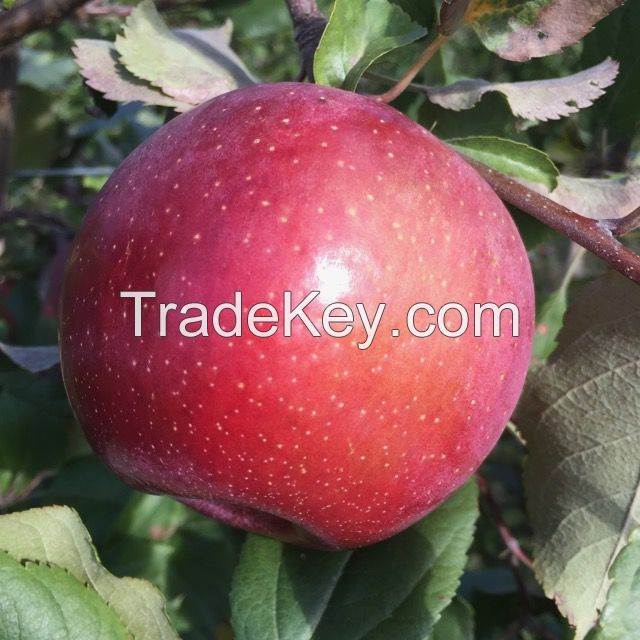 Fresh Apples Red Chief Red Delicious Polish origin