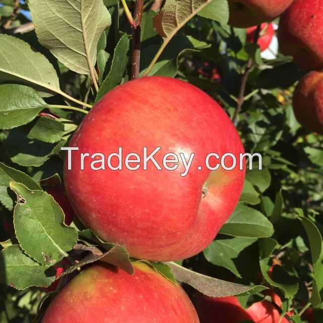 Fresh red delicious apple products