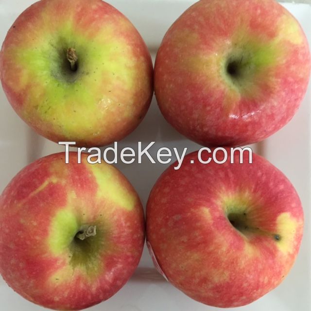 Red Fuji apple- Golden Delicious, and Royal Gala apples for sale