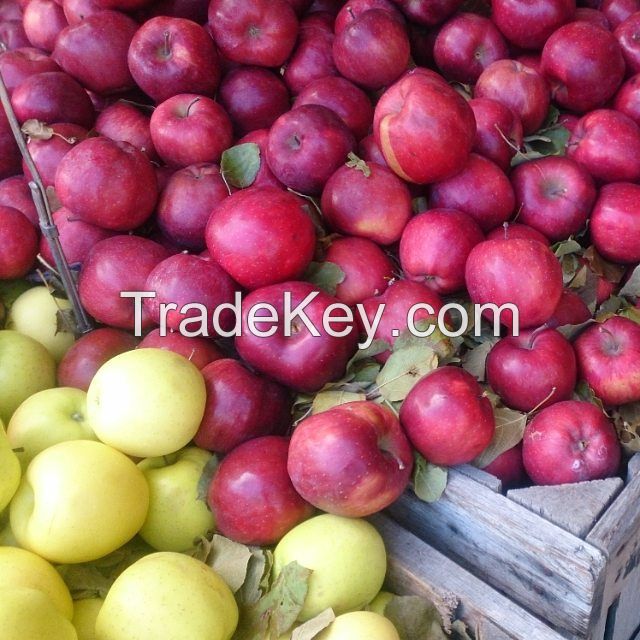 American Fresh Red Delicious Apples