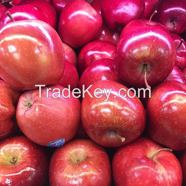 Royal Gala Apples Granny Smith Apples Red Delicious/Stark/Red Chief Apples Fuji apples