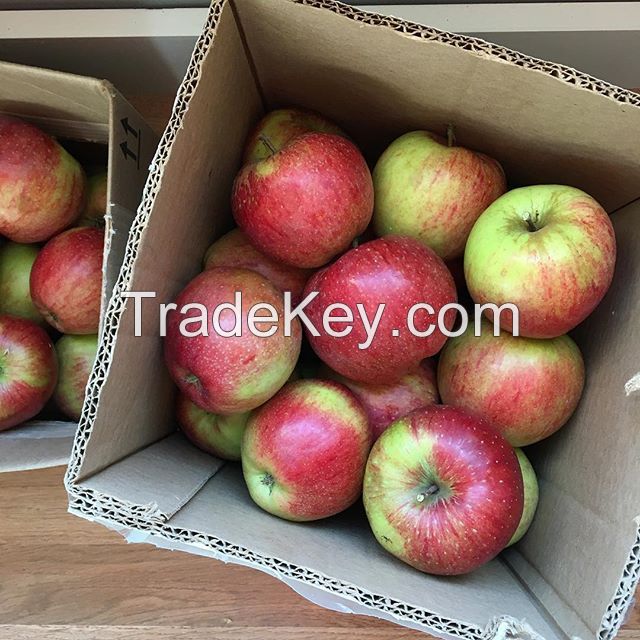 Red chief royal gala apple in competitive prices