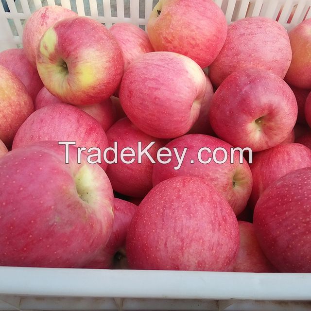 Red Fuji apple- Golden Delicious, and Royal Gala apples for sale