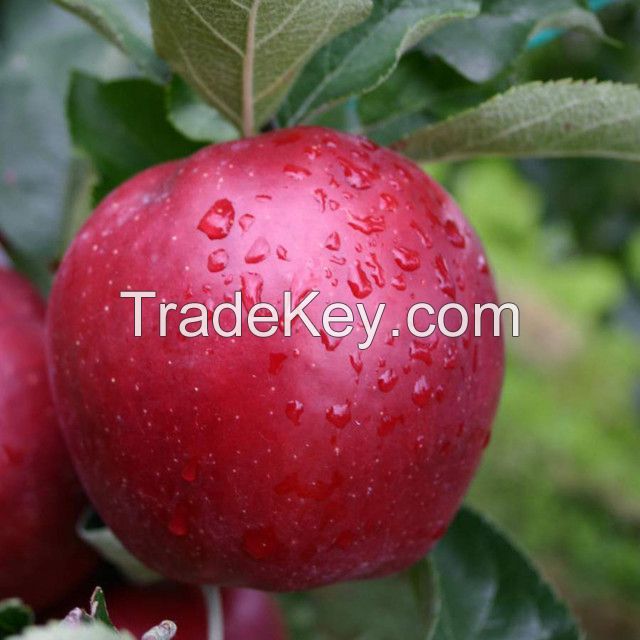 2019 new fresh fruits red Fuji apples