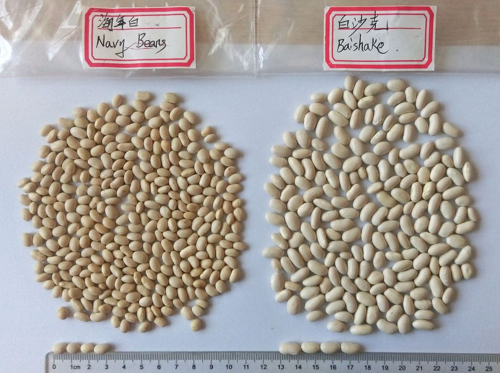 Dried white Kidney Beans